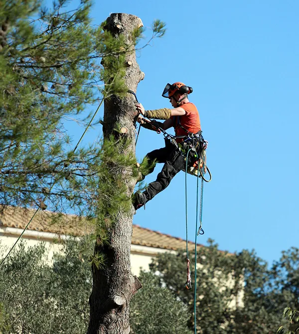 abattage-arbres-et-haies-77