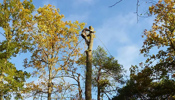 Elagueur 77 à Grisy suisnes